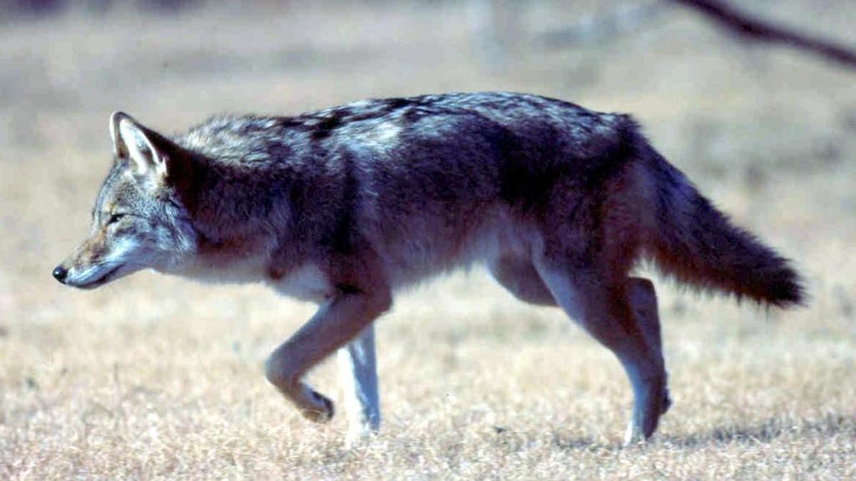 Tega Cay City Council voted to hire Song Dog LLC to work with police and city management to identify areas receiving the most calls about coyotes, trap and remove them. A bill in the S.C. Legislature invites hunters to use almost any means to reduce expanding coyote and wild hog populations in the state.