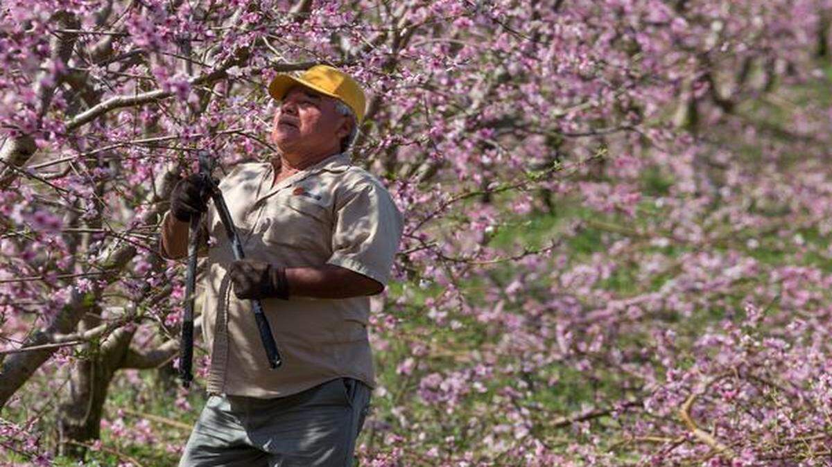 
Juan Vega works on peach trees at Springs Farm in Fort Mill. The farm estimates it lost 40 percent of the crop to a recent freeze.
