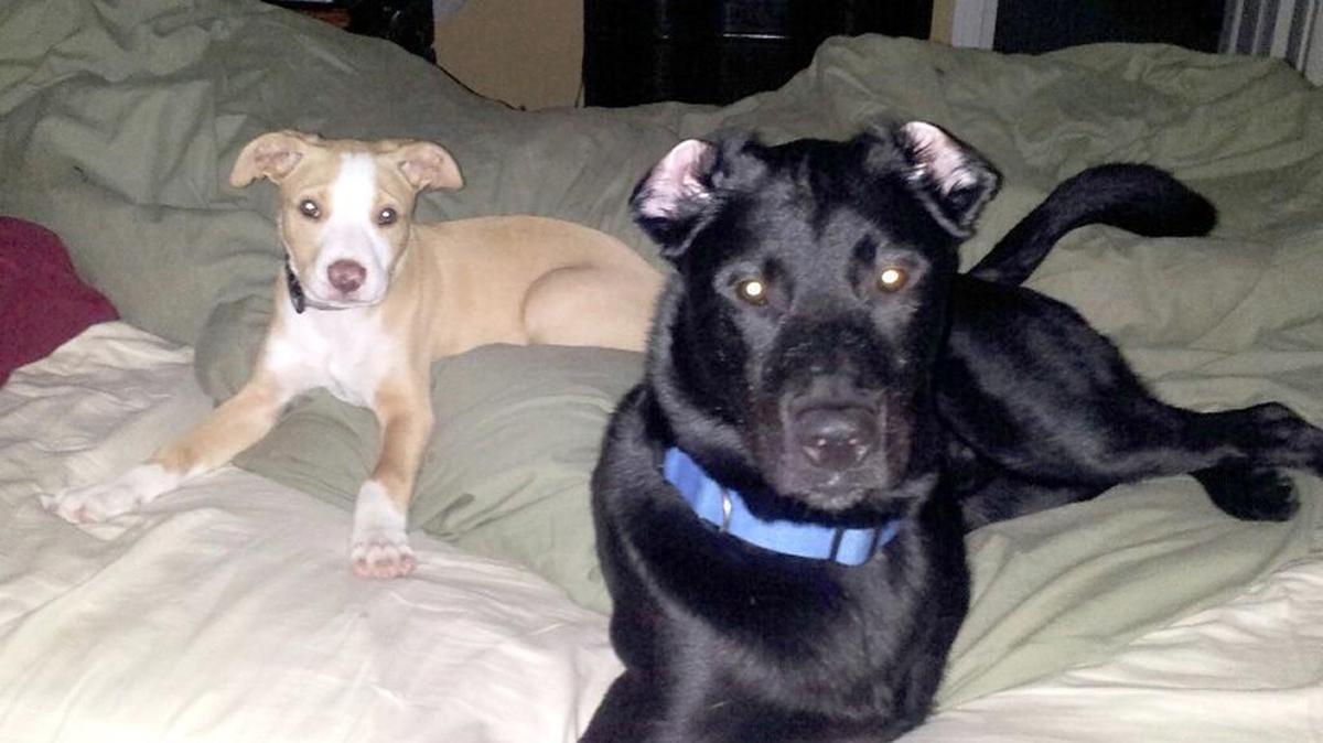 
Hootie, right, and Haus were among the many cats and dogs at the Humane Society of York County who needed a home. These two have been adopted, but many others are waiting for their forever family. Learn more at the HSYC Dog Gone Good Time Festival Sept. 26 at Walter Elisha Park.
