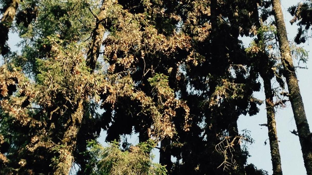 Monarch butterflies cover the trees at the Monarch Butterfly Reserve in Michoacán, Mexico.