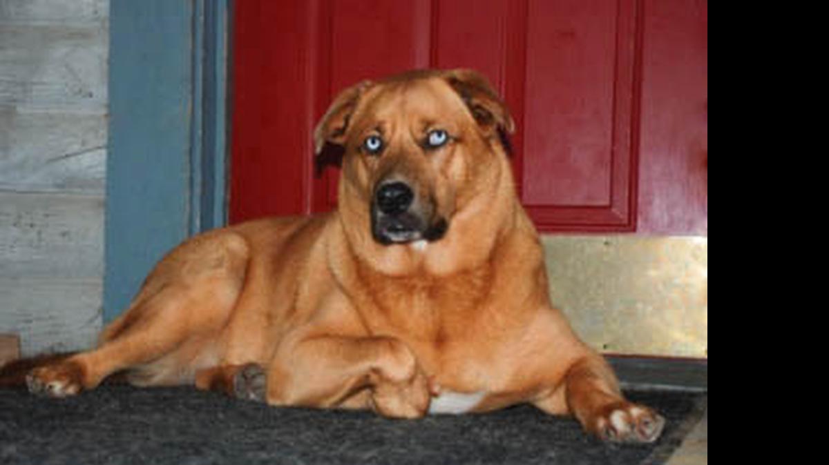 
Matt Dillion, owned by Lake Wylie residents Carol Butler and Katherine Gillis, was a finalist in the Bark in the Park Top Dog Festival in Charlotte.
