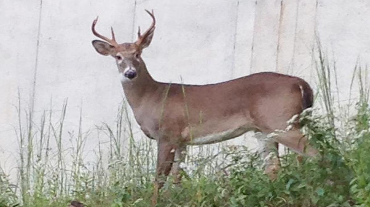 Monica Laws saw this buck Sept. 30 on Torrence Creek, not far from Windjammer Park in Tega Cay. She said the deer is standing next to the concrete wall of her neighbor and is looking directly at her after she surprised him near the shoreline of the creek. A survey will help determine if the city has a deer over-population problem.