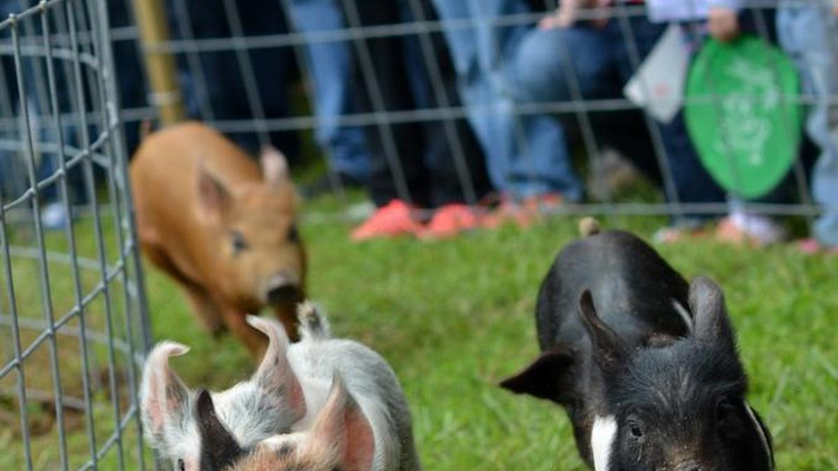 Nation Ford High Schools FFA trains the piglets that race every year as part of the SC Strawberry Festival.