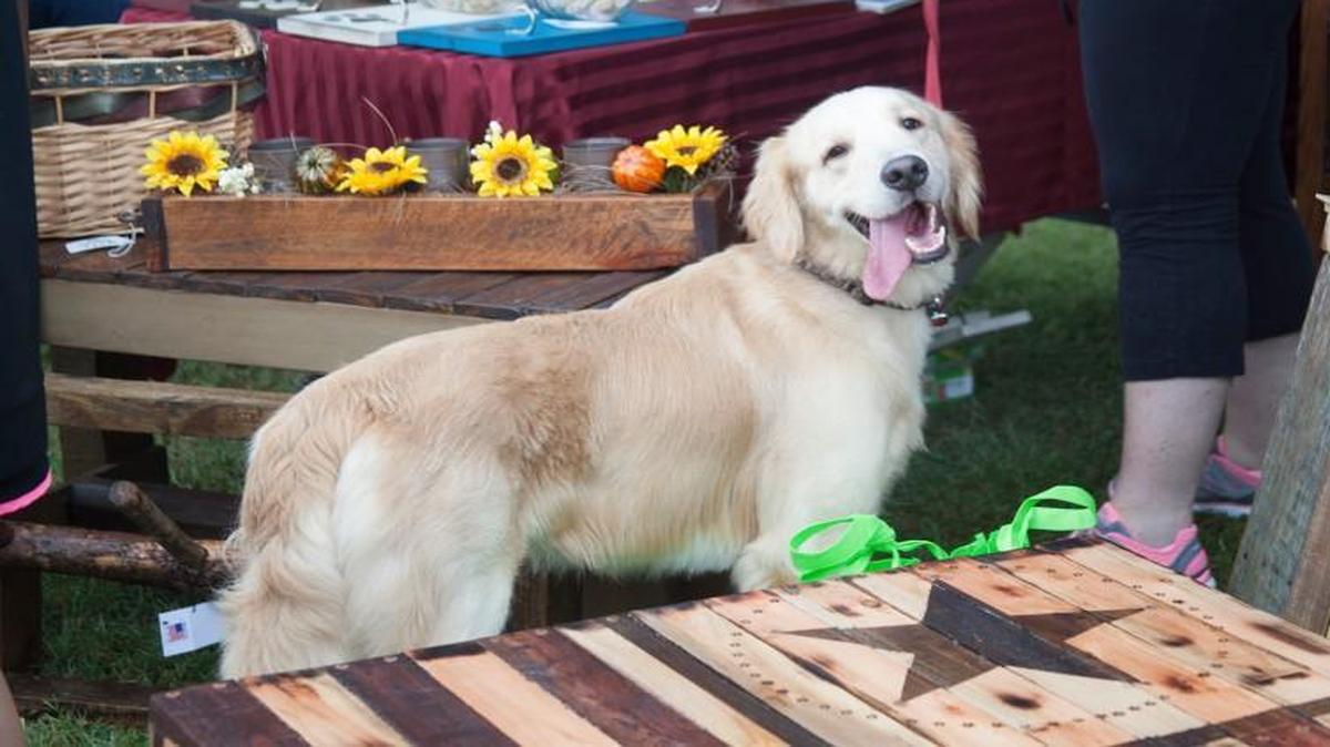 
Dogs were the focus at the annual Humane Society of York County Dog Gone Good Time Festival fundraiser.

