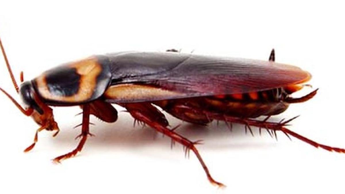 “Palmetto bug” is a common nickname for the American cockroach.