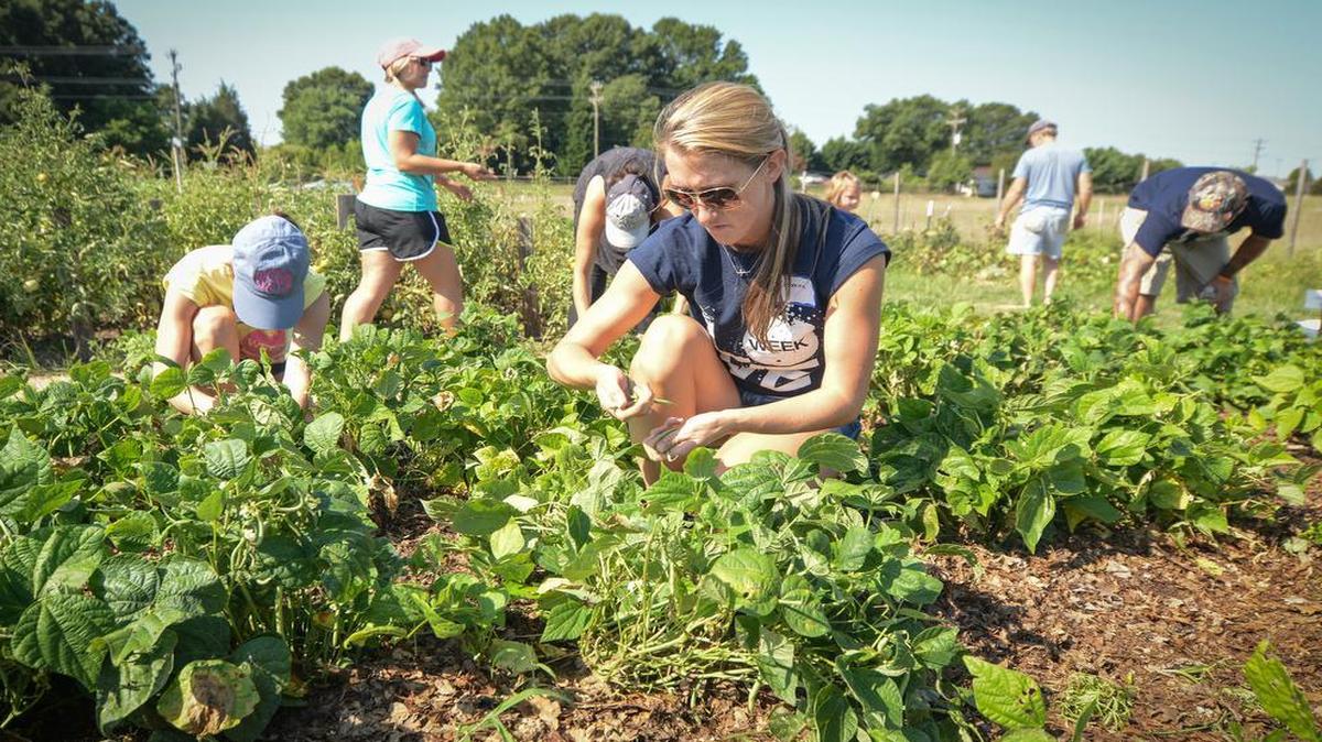 
Catherine Wells of Fort Mill, picks green beans at the Tega Cay Community Garden in Tega Cay during Satuday's work day. She was there with her family helping to harvest crops and do other work around the garden. 
