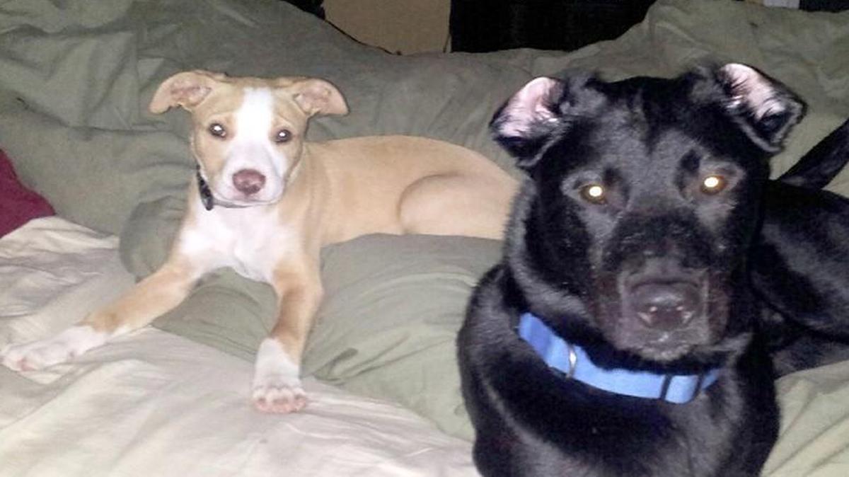 
Hootie, right, and Haus were among the many cats and dogs at the Humane Society of York County who needed a home. These two have been adopted, but many others are waiting for their forever family. Learn more at the HSYC Dog Gone Good Time Festival Sept. 26 at Walter Elisha Park.

