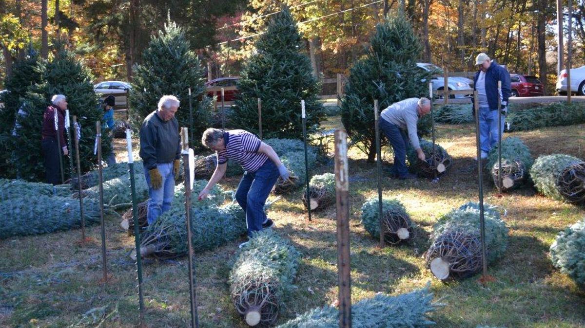 River Hills/Lake Wylie Lions Club volunteers hoist trees to stands Nov. 21 to prepare them for sale at tree lot at Camp Thunderbird near the River Hills entrance.