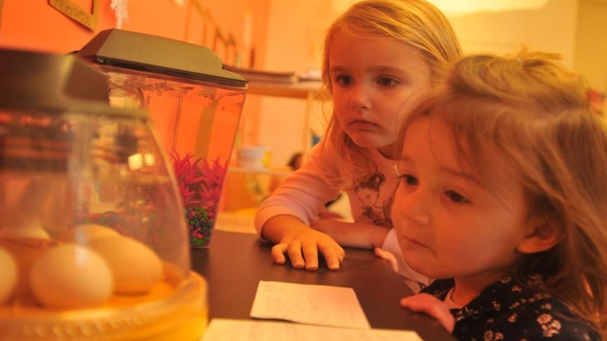 Alaina Rosborough and Elise Baumer watch the eggs in their preschool classroom. The eggs should hatch in mid-March.