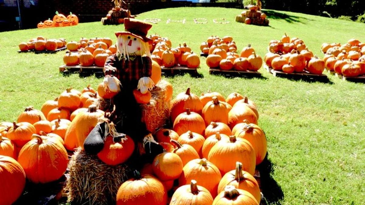 
The pumpkin patch at River Hills Community Church in Lake Wylie will be open through Oct. 31.
