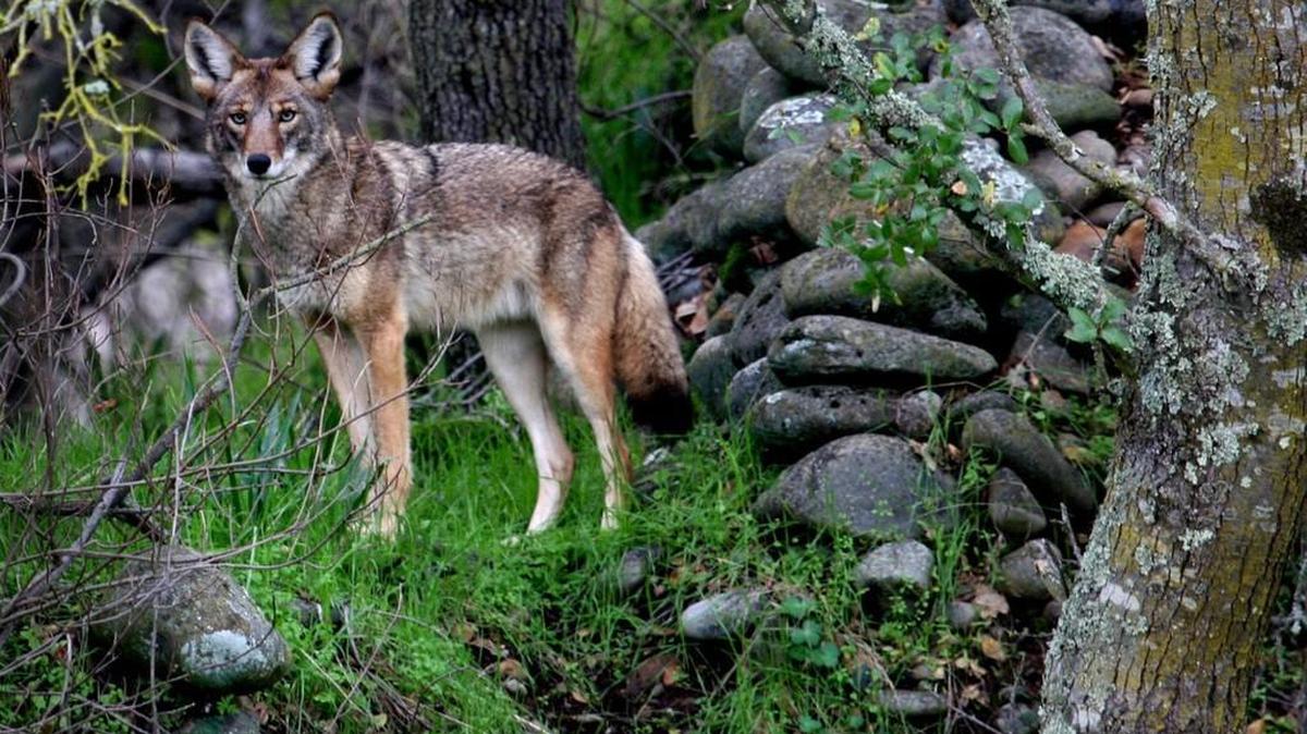 With a new night-hunting bill, South Carolina is inviting hunters to use almost any means to reduce expanding wild hog and coyote populations in the state. Tega Cay residents have been complaining that coyotes are attacking their pets.
