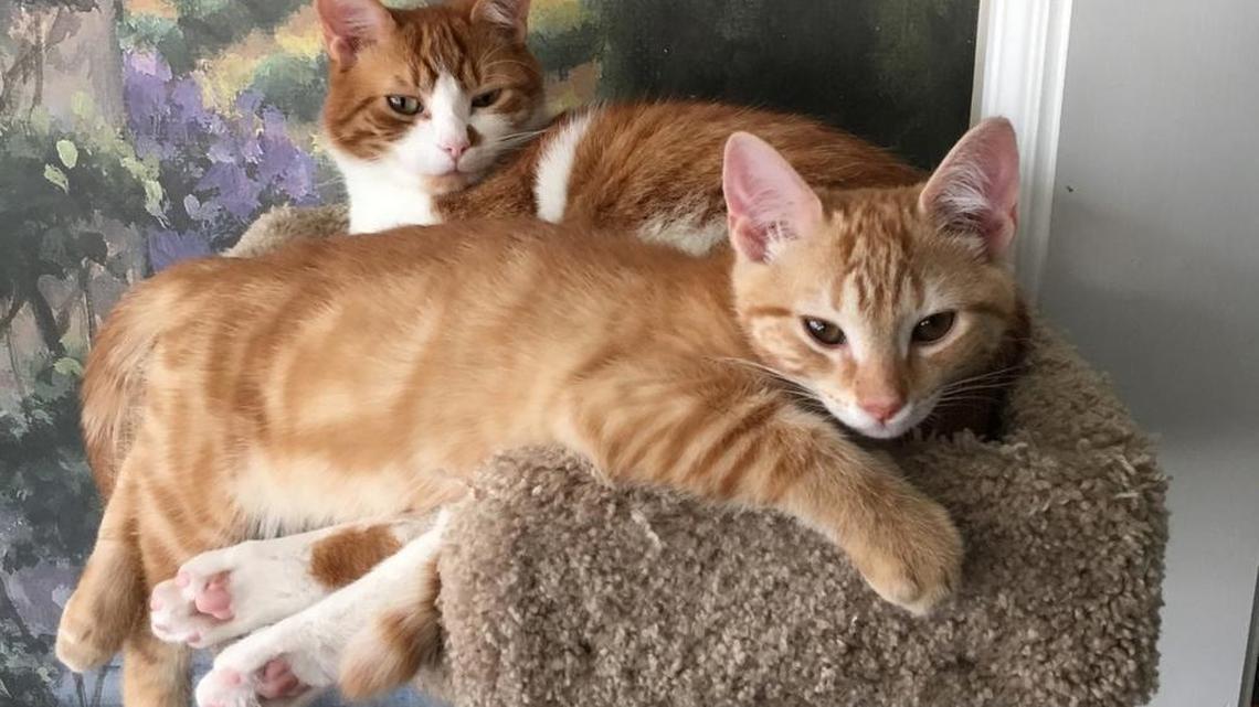 A free spay/neuter program at the Humane Society in Fort Mill is funded by a $10,000 grant. The program is available to low income pet owners who want to help reduce the homeless animal population.