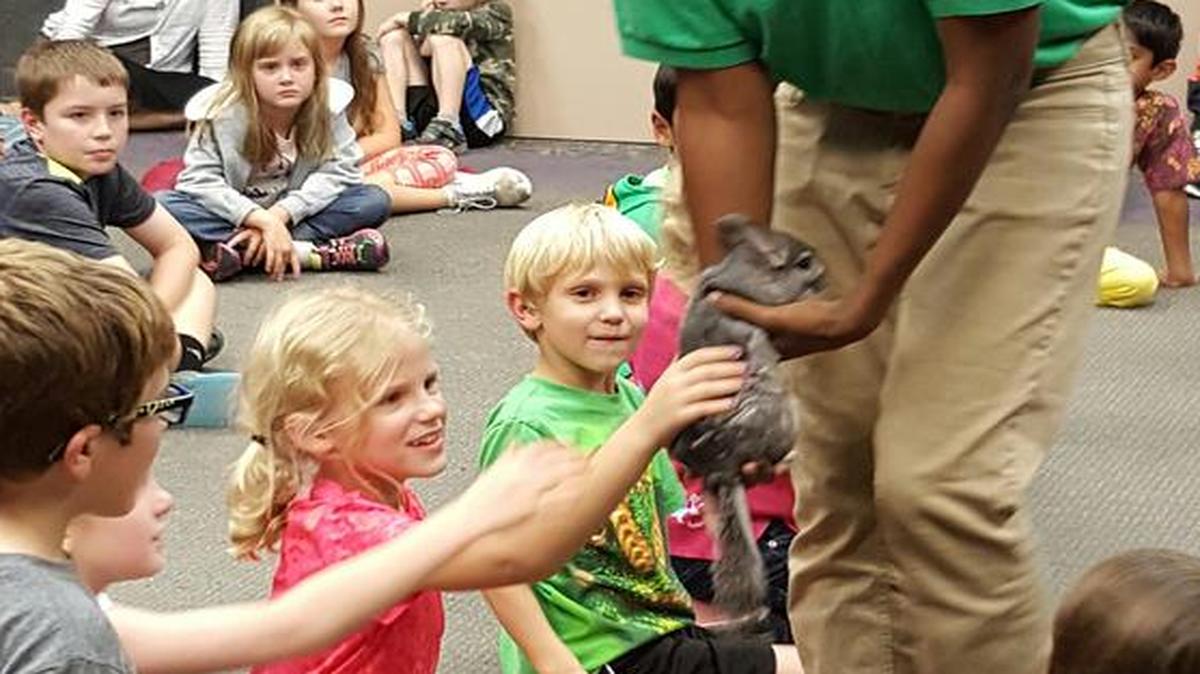 Daphne Reeder with Cold Blooded Encounters Reptile Zoo & Science Center in Troutman, N.C. brings a chinchilla named Wookie around for children at the Fort Mill Library to touch. The free specialty program shows children new ways to learn about their world while at the library.