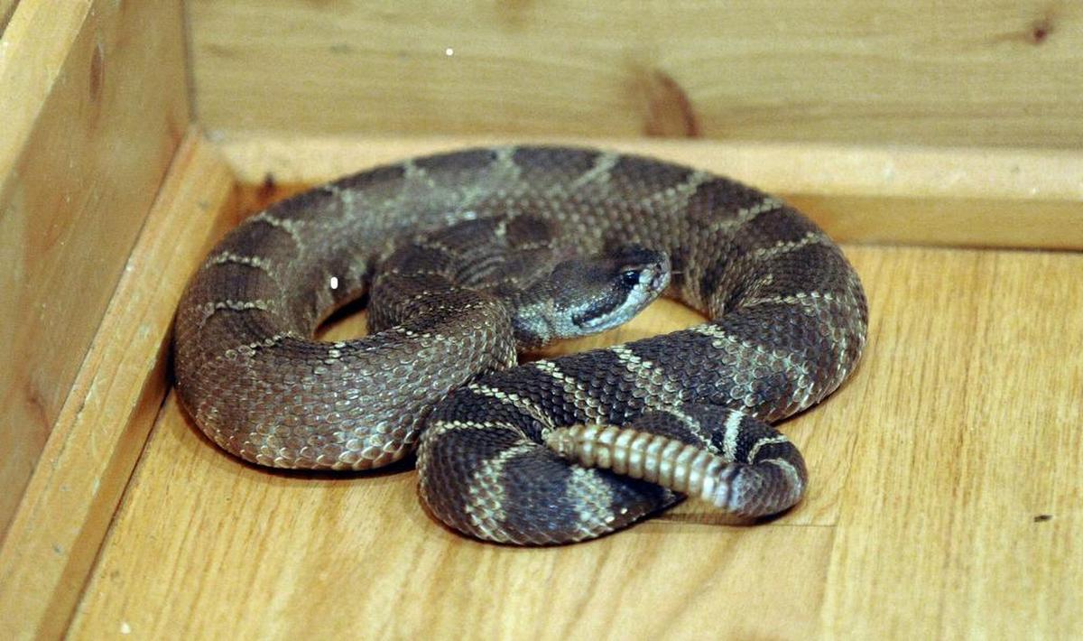 A captive northern Pacific rattlesnake is photographed in the Old Green Barn Visitor Center at the Sunol Regional Wilderness in Sunol, California (Dan Honda/Contra Costa Times/MCT)