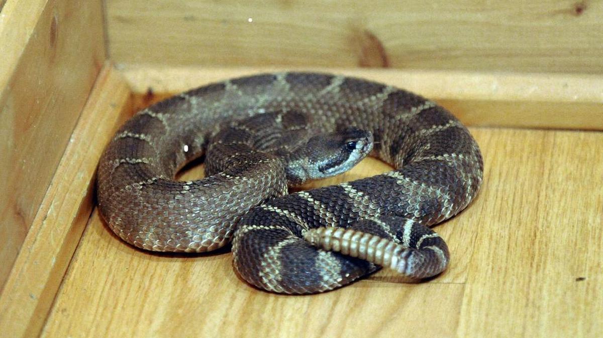A captive northern Pacific rattlesnake is photographed in the Old Green Barn Visitor Center at the Sunol Regional Wilderness in Sunol, California. The Fort Mill School Board received a recommendation from district staff Tuesday night to christen a new mascot, the Catawba Ridge High School Rattlers. (Dan Honda/Contra Costa Times/MCT)