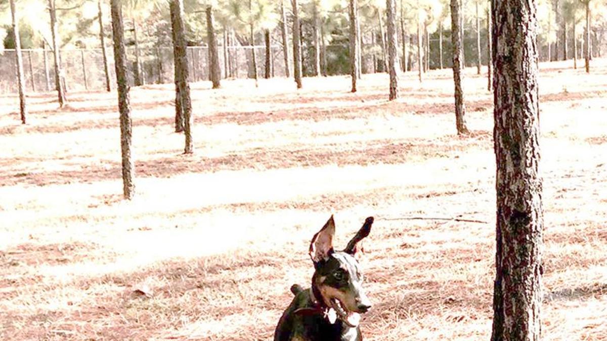 Lake Wylie residents will be paying less in recreation tax fees than anticipated. The money, collected on property in a special tax district, will be used to created a recreation complex that will include a dog park, multi-use fields for sports, a playground and more.