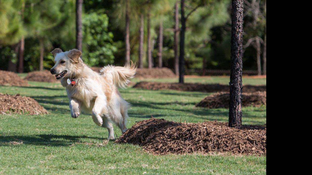 
Mary Warner Mack's dog Ava takes the first run through the park after the Grand opening and ribbon cutting ceremony of the Mary Warner Mack Dog Park at the Anne Springs Close Greenway May 23.
