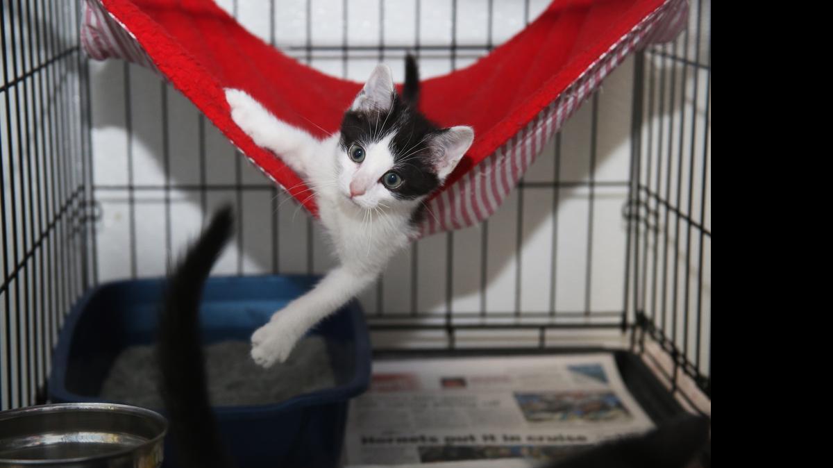 
Oreo loves to hang out with people. The kitten is one of many up for adoption at the Humane Society.
