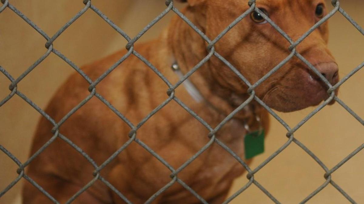 This pit bull shown at the York County Animal Control facility in York several years ago was seized in a dog fighting investigation in which three McConnells men were charged. Police in Fort Mill and Animal Control are investigating what appears to be an incidence of dog fighting in Fort Mill’s Paradise neighborhood.