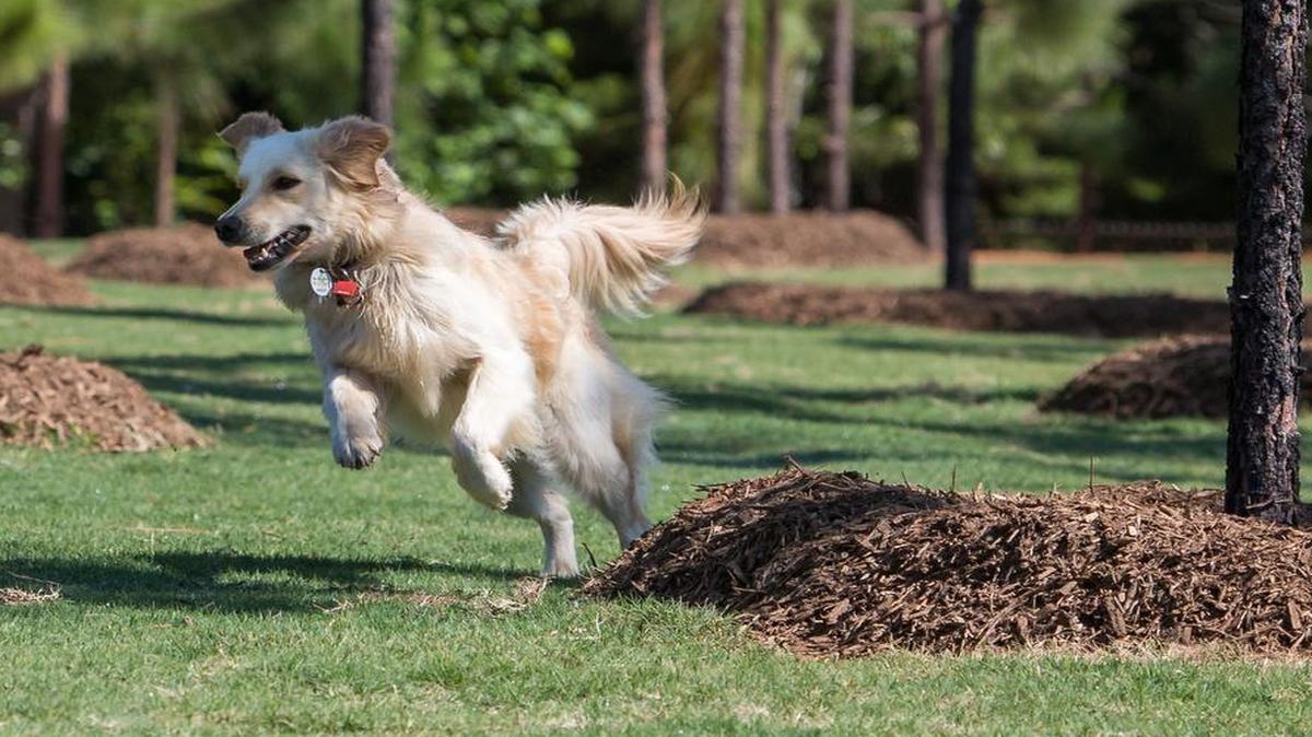 
Mary Warner Mack's dog Ava takes the first run through the park after the Grand opening and ribbon cutting ceremony of the Mary Warner Mack Dog Park at the Anne Springs Close Greenway May 23.
