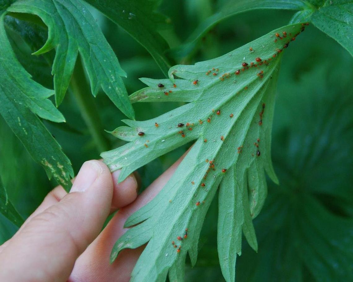 Aphids, a common pest of plants, suck plant juices, causing leaves to yellow, brown, wilt or become distorted.