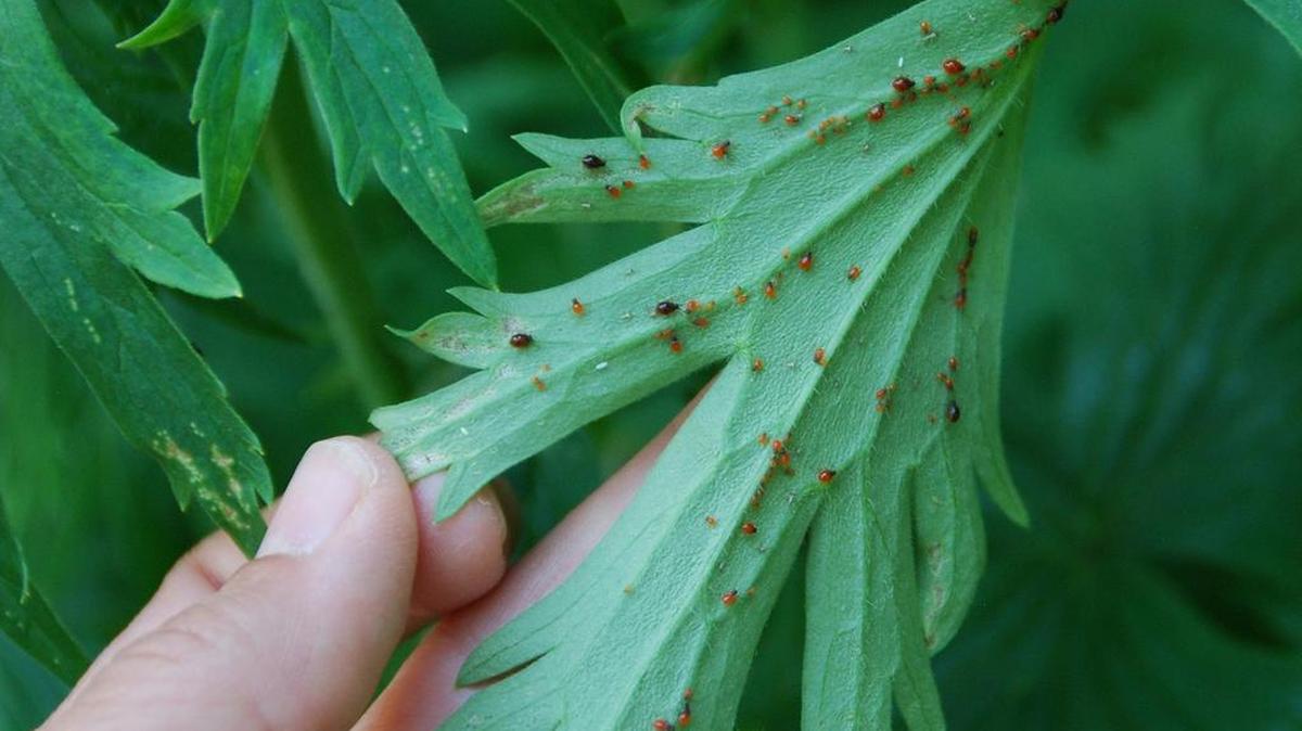 Aphids, a common pest of plants, suck plant juices, causing leaves to yellow, brown, wilt or become distorted.