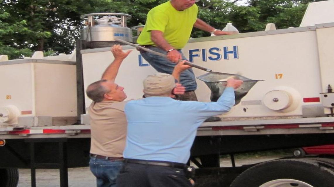 It has become a rite of spring: Asian grass carp are injected into to Lake Wylie to help fight the spread of hydrilla, an invasive non-native weed that threatens native fish and other species.