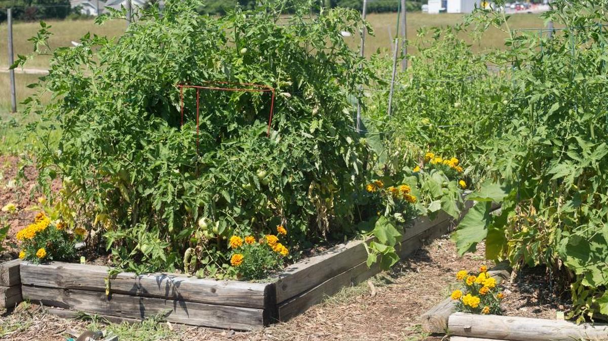 Everyone is invited to participate in the Fort Mill Community Garden, now in its third year.
