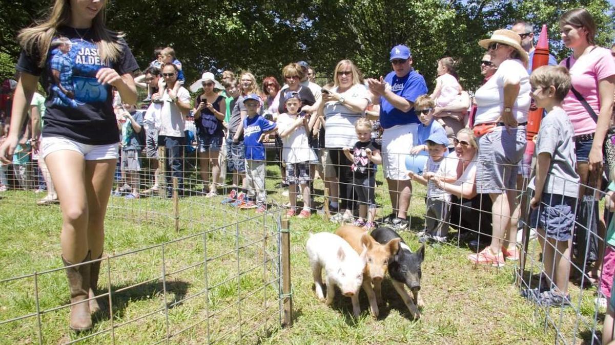 
Piglets trained by the Nation Ford High FFA race around a track during last spring’s S.C. Strawberry Festival in Fort Mill.
