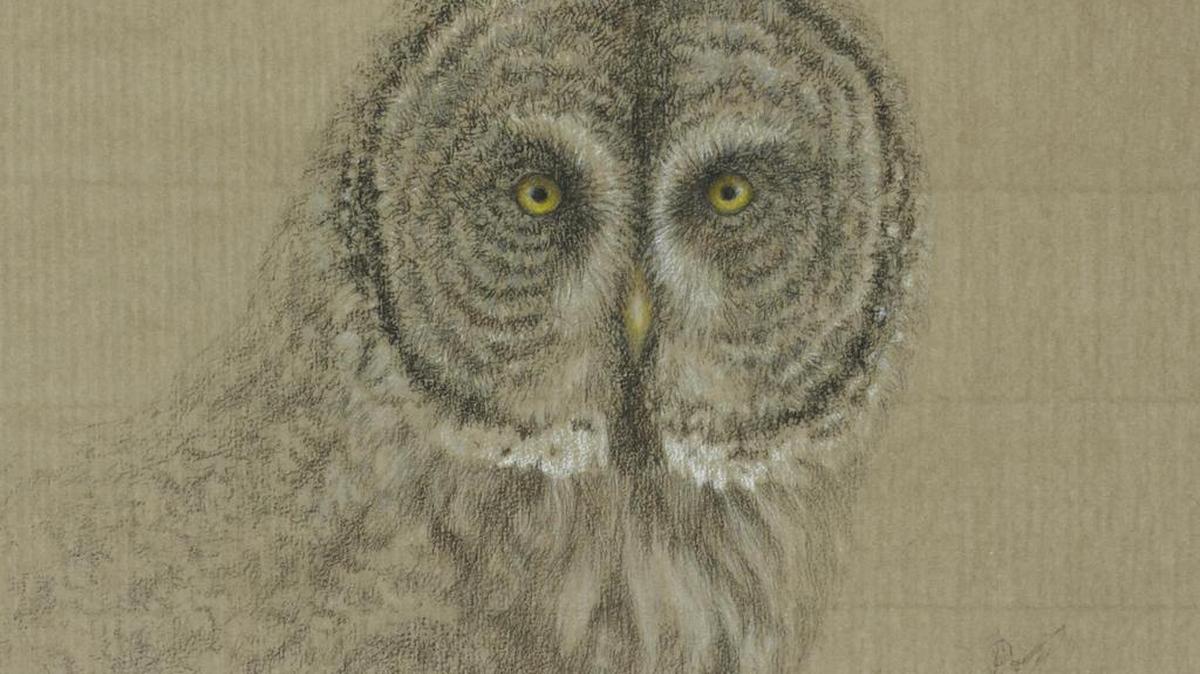 “Concentrate,” a great gray owl is illustrated in charcoal and colored pencil on paper by Cary Hunkel, 2005.