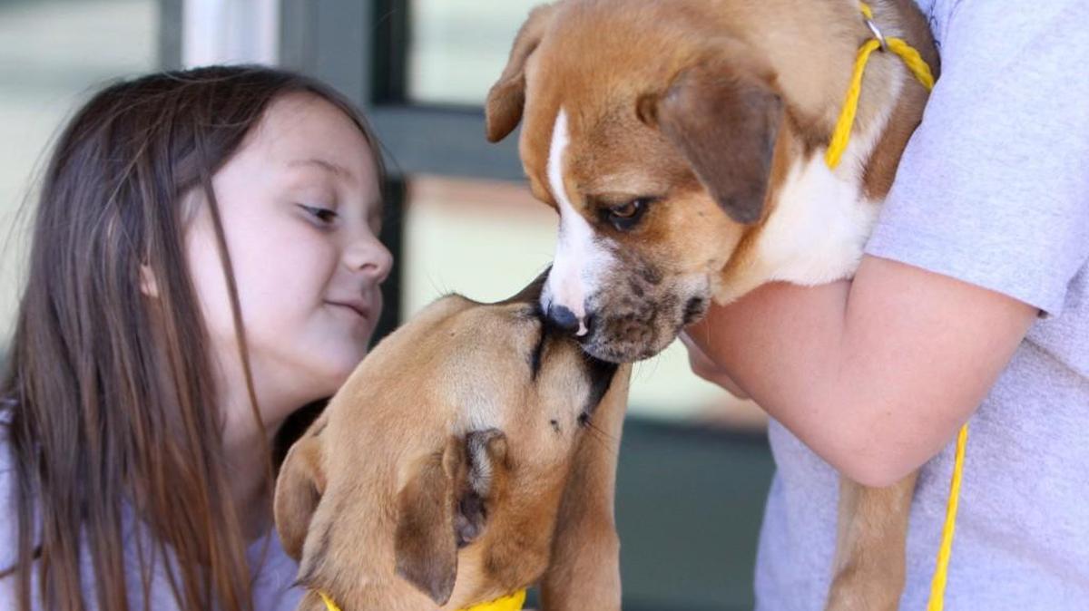 Academy Christian School student Emma Bennett watches two dogs greet each other at York County Animal Control in 2016. The students donated items to the shelter for their "Hearts for Humane" mission. York County Council approved increased funding for the agency to help pay mounting veterinarian bills.