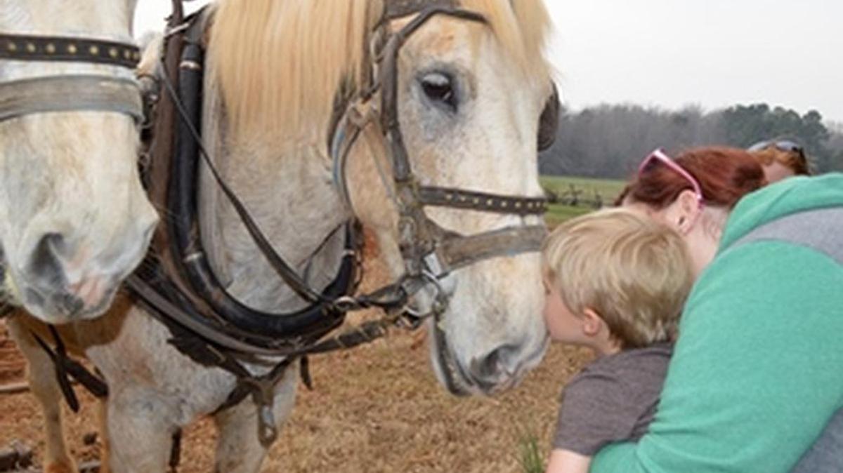 Draft horses greet visitors at Children’s Day on the Farm at Historic Brattonsville in McConnells.