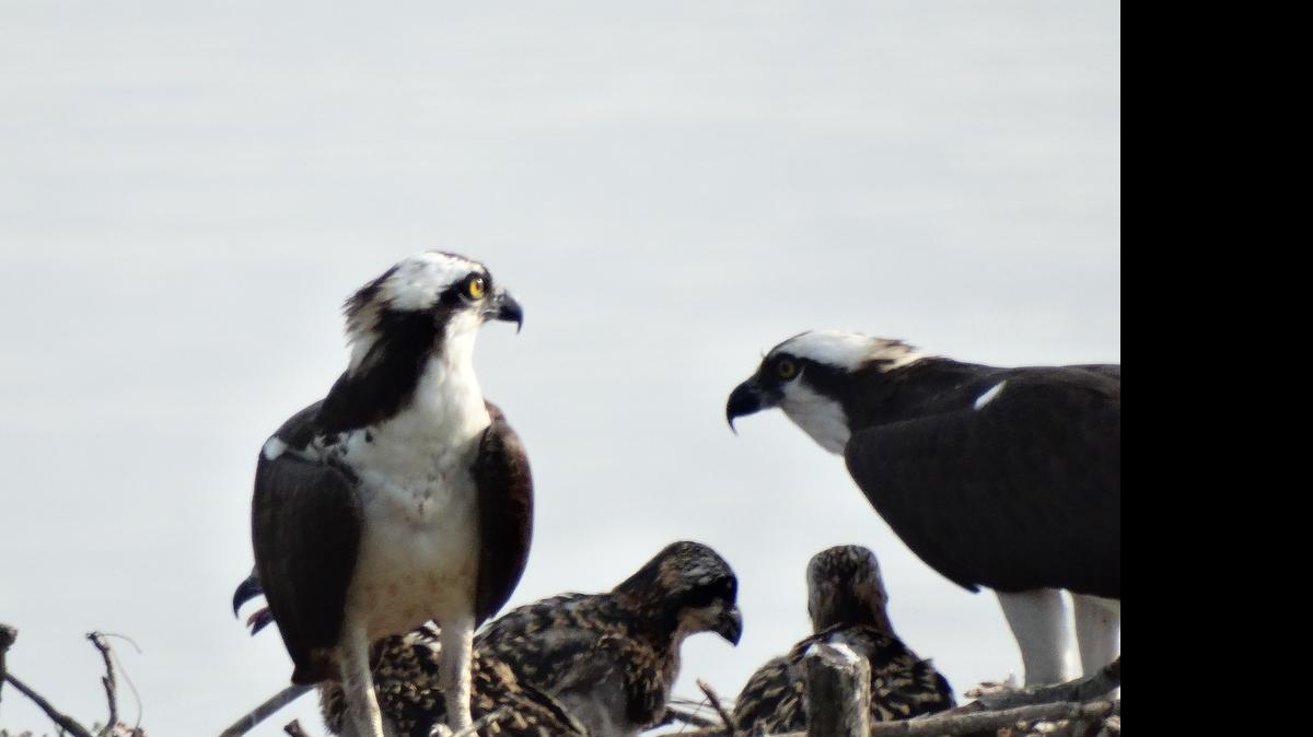 
Jim Wells of Lake Wylie said he had to lean out of an upper story window to check out this osprey nest near his home, “and saw to my amazement the mother and dad osprey have three babies. Welcome to Lake Wylie.”


