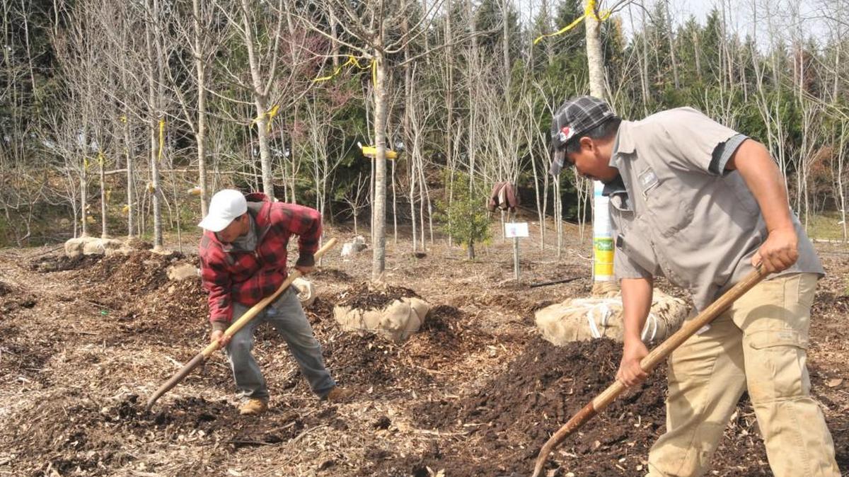 Workers keep trees moving Thursday at Mr. Jack’s Tree Farm in Steele Creek.