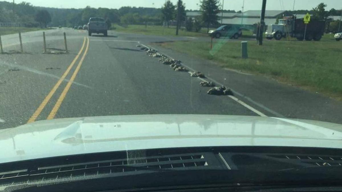 A truck driver has been cited after animal parts ended up on a highway in the Lake Wylie and Clover areas, according to the York County Sheriff’s Office.