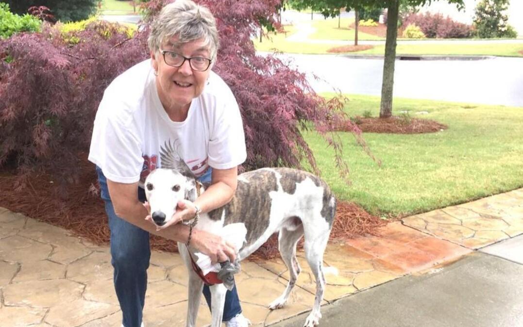 Tega Cay resident Judy Forrest with Cubby a greyhound who she said was attacked by a coyote while walking on the city's golf course recently.