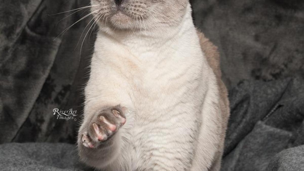 
Lacey is a spayed Siamese mix about 7 years old. She is super sweet, very laid back and quiet. 
Feline adoption fee is $75 which includes their spay/neuter, up-to-date shots and any medical that was needed upon intake.
See Lacey at the Humane Society of York County. Adoption hours are 1-7 p.m. Tuesday and Friday, 1-4 p.m. Wednesday, Thursday, Saturday and Sunday. 
For information, email contact@humanesocietyofyorkcounty.org, call 803-802-0902, or go to www.humanesocietyofyorkcounty.org

