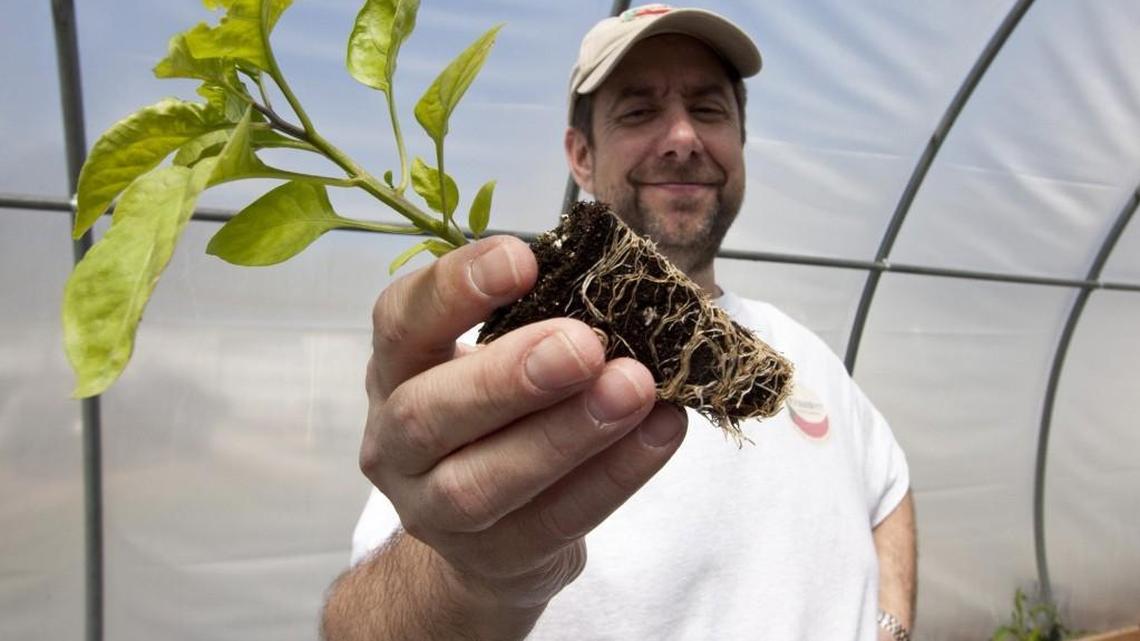 Ed Currie, owner of PuckerButt Pepper Company, shows off the Carolina Reaper, certified the world’s hottest pepper. Currie told Fort Mill police some of his world record peppers may have been stolen and sent to a competing business.