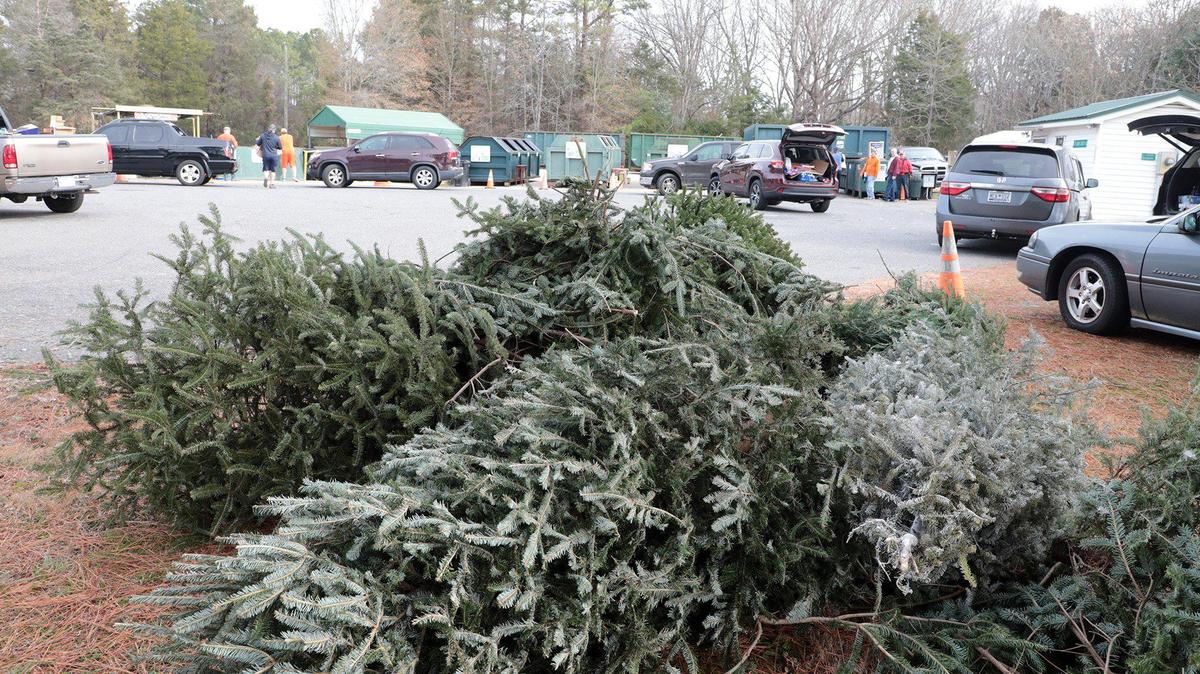 Christmas trees sit in a pile at the Eastview Collection and Recycling Center on Adnah Church Road Friday.