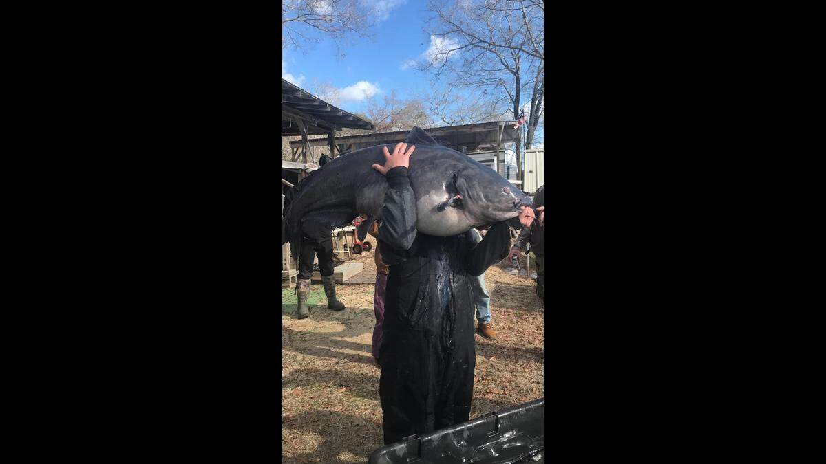 Destin Fox, 15, of Rock Hill carries the 94-pound blue catfish he caught Dec. 30, 2023, in Lake Wateree.
