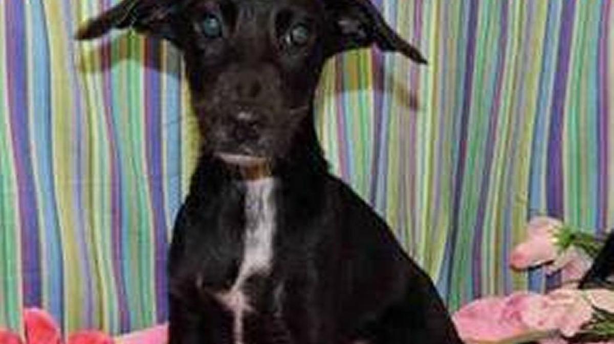 
Zelda (A070140) is a black and white smooth-coated Collie mix about 3 months old. Zelda is a very sweet and energetic puppy. 
Adoption fee is $77 and covers spay/neuter, microchip and age appropriate vaccinations.
Zelda is available at the York County Animal Shelter, 713 Justice Blvd., York. Shelter hours are 9 a.m.-5 p.m. weekdays and 9:30 a.m.-12:30 p.m. Saturday.

