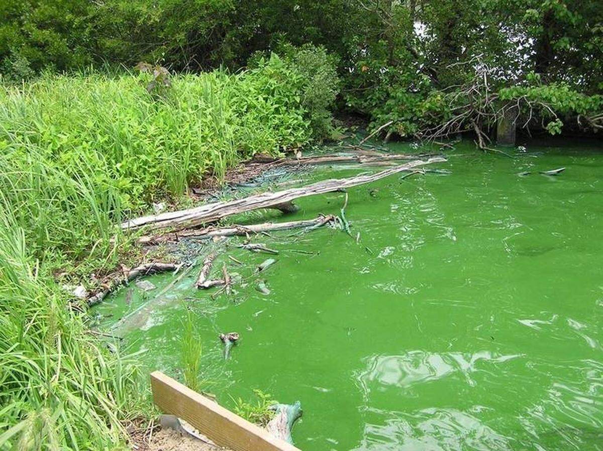 This Charlotte Observer file photo shows a pond covered in the toxic blue-green algae in Charlotte, N.C. The algae is fed by sunlight and nutrients and can make people and animals sick.