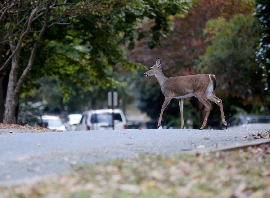 A deer crosses the road in a Tega Cay neighborhood on Tuesday, Oct. 18, 2022.