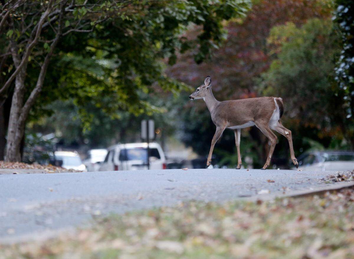 A deer crosses the road in a Tega Cay. Officials there say the town is overun with deer.