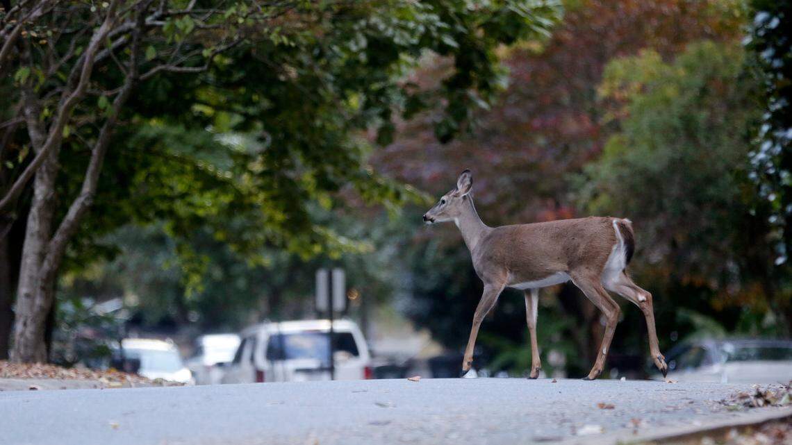 USDA sharpshooters will kill up to 160 deer in Tega Cay.