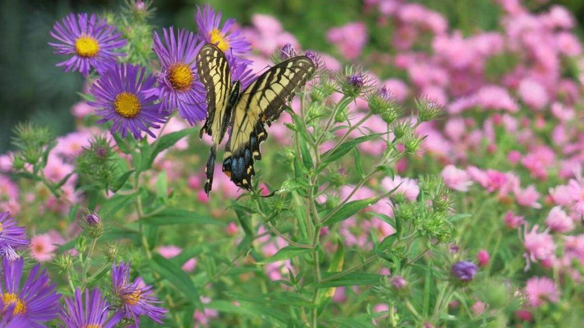 Here’s what weather South Carolina can expect this spring, according to Farmer’s Almanac and National Weather Service.