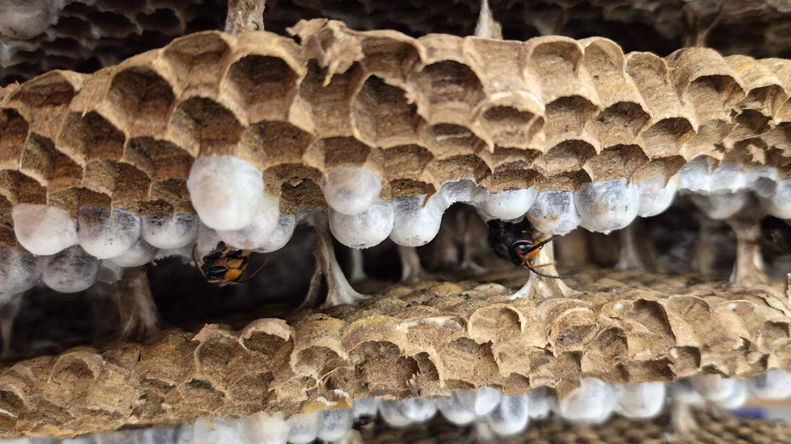 Nest of invasive hornets found in York County for first time. Beekeepers are wary