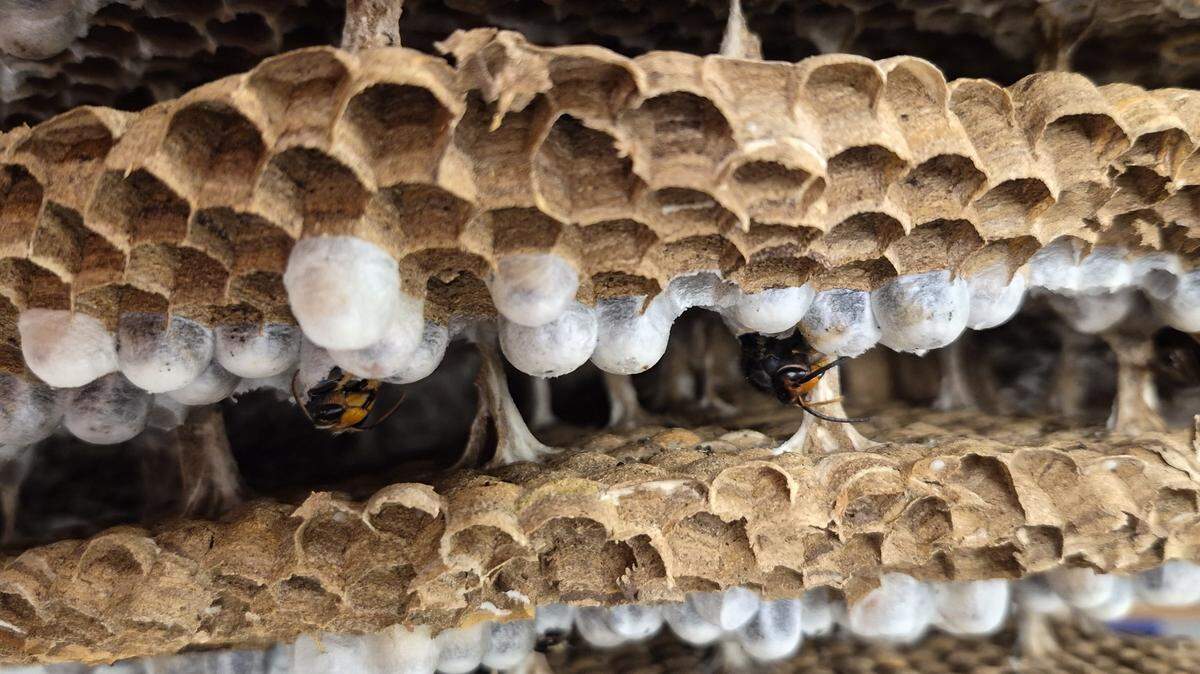 A large hornet nest found in York County had invasive hornets in it. The public is encouraged to report similar nests.