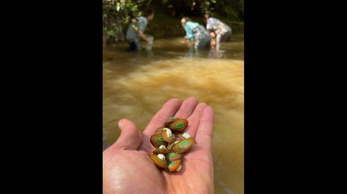 Endangered Carolina Heelsplitter mussels, shown with identification numbers and pit tags, were placed recently into Flat Creek in Lancaster County.