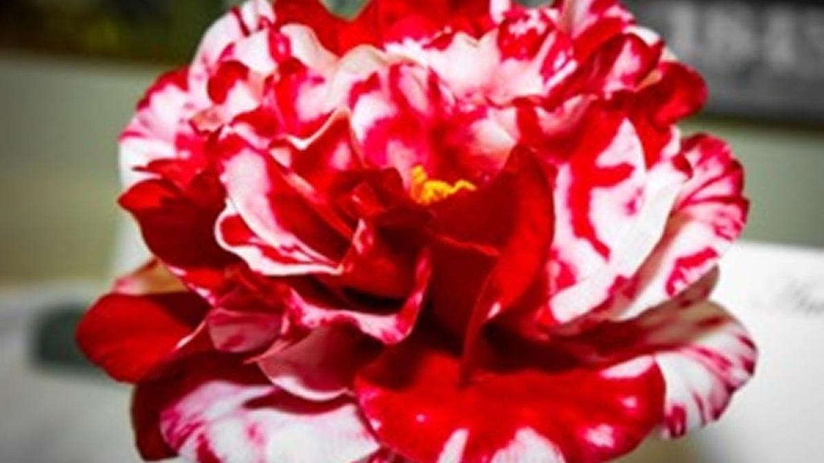 The annual Charlotte Camellia Society Flower Show and Plant Sale will be Saturday andMarch 13 at the Historic White Home in Rock Hill